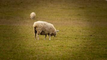 troupeau de laineux mouton sur une campagne ferme photo