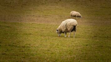 troupeau de laineux mouton sur une campagne ferme photo