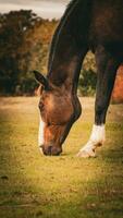 châtaigne beauté fermer de une étourdissant cheval photo