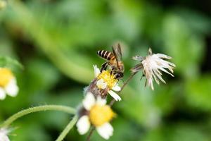 abeille et fleur d'herbe