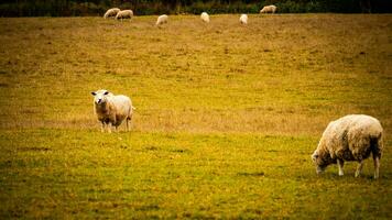 troupeau de laineux mouton sur une campagne ferme photo