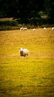 troupeau de laineux mouton sur une campagne ferme photo