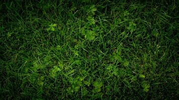 texture Contexte de vert herbe photo
