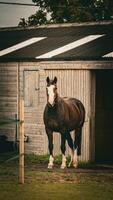 châtaigne beauté fermer de une étourdissant cheval photo