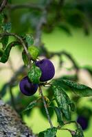 violet bleu prunes sur arbre branche photo