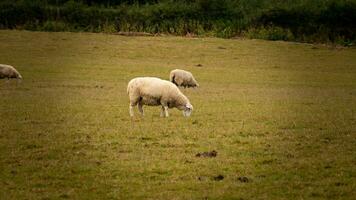 troupeau de laineux mouton sur une campagne ferme photo