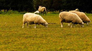 troupeau de laineux mouton sur une campagne ferme photo