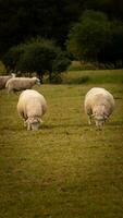 troupeau de laineux mouton sur une campagne ferme photo