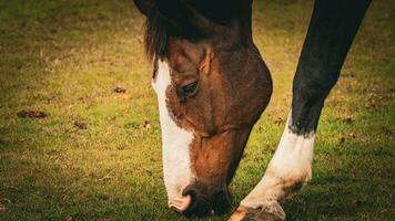 châtaigne beauté fermer de une étourdissant cheval photo