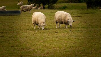 troupeau de laineux mouton sur une campagne ferme photo