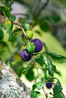 violet bleu prunes sur arbre branche photo