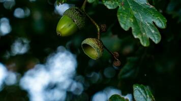 détaillé macro coup de européen chêne feuille et gland photo