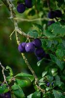 violet bleu prunes sur arbre branche photo