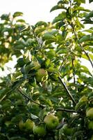 pommes vertes sur une branche d & # 39; arbre photo