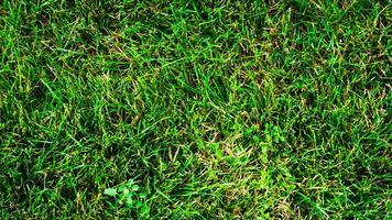 texture Contexte de vert herbe photo