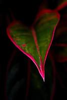 belle couleur sur feuille d'aglaonema siam aurora plante d'intérieur tropicale photo