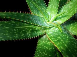 gros plan de plante succulente, détail de feuilles fraîches de plante d'aloès photo