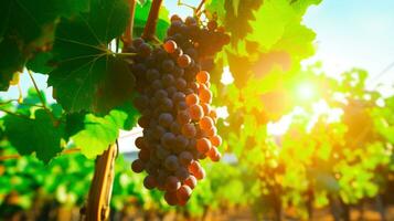 une fermer de grain de raisin grappes pendaison de une vert vigne dans une vignoble dans lumière du soleil ai généré photo