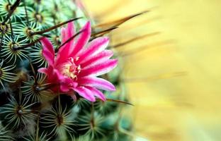 cactus en fleurs avec de belles fleurs de cactus roses photo