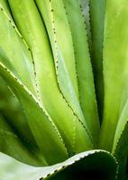 gros plan de plante succulente, épine et détail sur les feuilles de l'agave photo