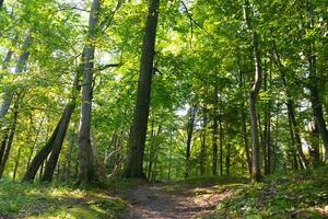 thique forêt avec grand vert à feuilles caduques des arbres photo