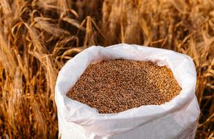 blé céréales dans une sac avec oreilles photo