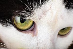 chaton noir et blanc aux yeux verts, vue de chat photo