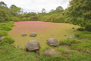 tortues géantes dans un étang peu profond recouvert de mauvaises herbes colorées