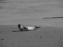 l'ile de langeoog photo