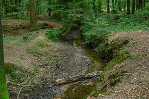 en retard été temps dans une allemand forêt photo