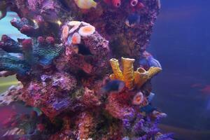 coloré tropical corail récifs de une magnifique sous-marin coloré des poissons photo