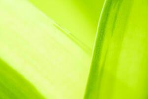 pente la nature vue de vert feuille sur flou verdure Contexte dans jardin avec copie espace en utilisant comme Contexte Naturel vert les plantes paysage, écologie, Frais fond d'écran photo