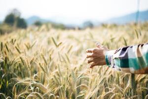 Bel homme agriculteur avec champ d'orge photo