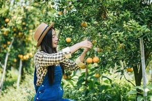 femme récoltant une plantation d'oranges