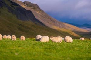 mouton islandais dans le pré
