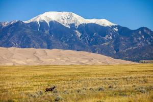 wapiti avec le parc national des grandes dunes de sable en arrière-plan colorado photo