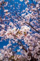 fleur de sakura rose contre le ciel bleu photo