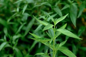 kariyat ou andrographis paniculata herbes médicinales thaïlandaises photo