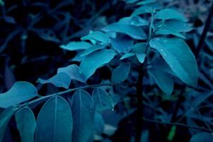 feuilles bleues dans le froid photo