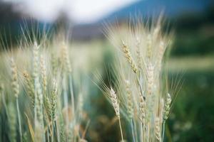 champ de blé ferme photo