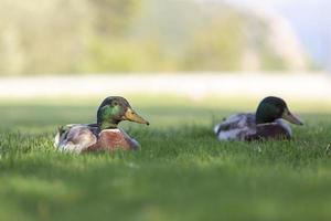 deux canards colverts mâles sur l'herbe verte. photo