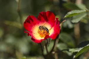 l'abeille recueille le nectar des fleurs photo