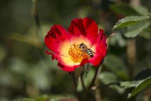 l'abeille recueille le nectar des fleurs photo