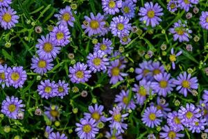 fleur de marguerites violettes avec des gouttelettes d'eau dans le domaine du jardin. photo