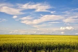 récolte de canola au manitoba photo