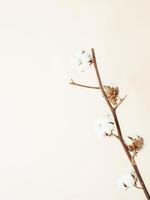 branche de coton sur fond beige photo