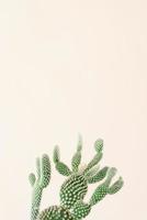 cactus sur fond beige photo