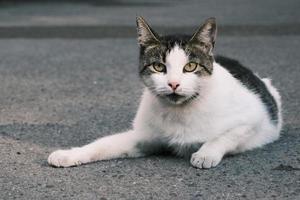 tabby white avec black street cat à la recherche d'un portrait aux yeux verts photo