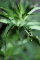 feuilles de marijuana en gros plan famille indica cannabaceae super citron haze photo
