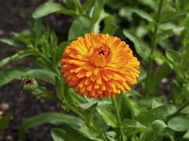 belle fleur et bourgeon de souci orange, variété d'agrumes de calendula photo